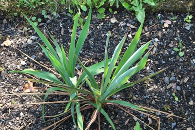 1 Pflanze winterharte Yucca baccata/ Bananenyucca im 23cm Topf 