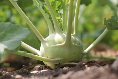 Kohlrabi ernten - Erntezeit