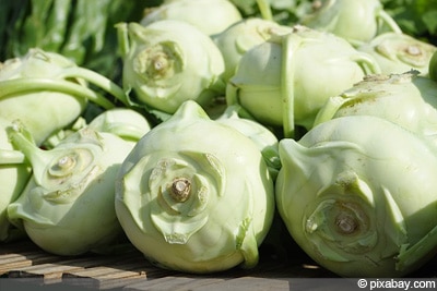 Kohlrabi ernten