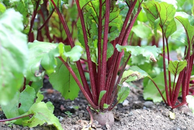 Rote Beete reif - Rote Rübe ernten