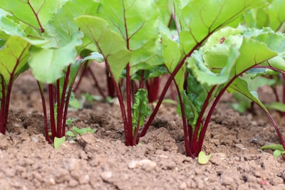 Rote Beete reif - Rote Rübe ernten