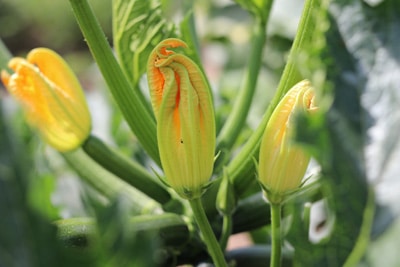Zucchini ernten Blüte