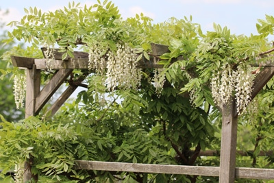 Wisteria