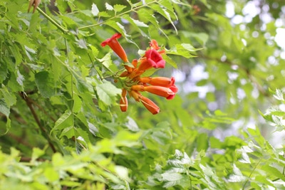 Klettertrompete Trompetenblume Campsis radicans giftig