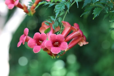 Klettertrompete Trompetenblume Campsis radicans giftig