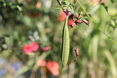 Klettertrompete Trompetenblume Campsis radicans giftig