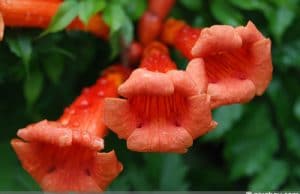 Klettertrompete Trompetenblume Campsis radicans giftig