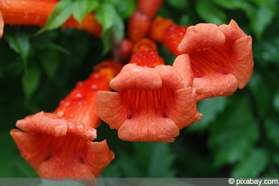 Klettertrompete Trompetenblume Campsis radicans giftig