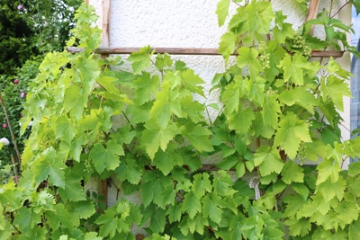 Weinrebe - Blauregen giftig Glyzinie