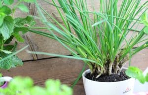 Schnittlauch Allium Schoenoprasum in Haus und Wohnung ziehen