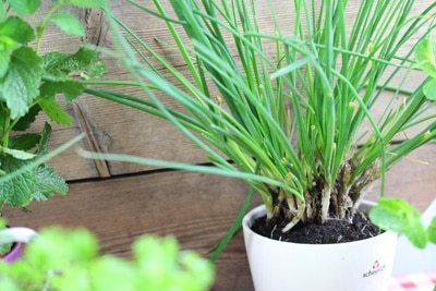 Schnittlauch Allium Schoenoprasum in Haus und Wohnung ziehen