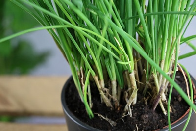 Schnittlauch Allium Schoenoprasum in Haus und Wohnung ziehen