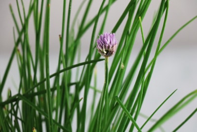 Schnittlauch Allium Schoenoprasum in Haus und Wohnung ziehen