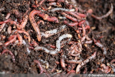 Würmer in der Blumenerde