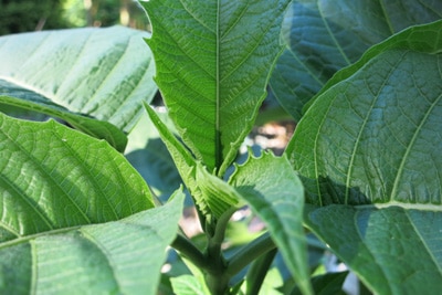 Engelstrompete giftig Brugmansia