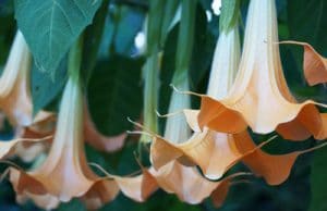 Engelstrompete giftig Brugmansia