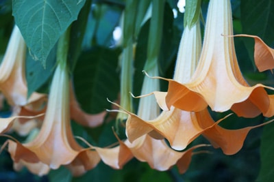 Engelstrompete giftig Brugmansia