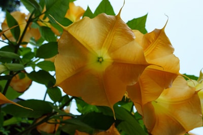 Engelstrompete giftig Brugmansia