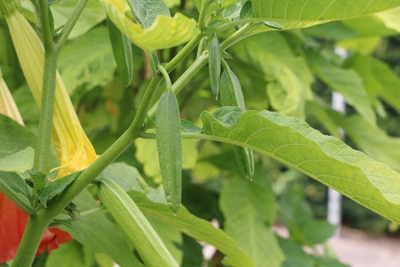 Engelstrompete giftig Brugmansia