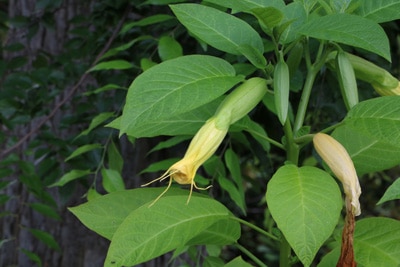 Engelstrompete giftig Brugmansia