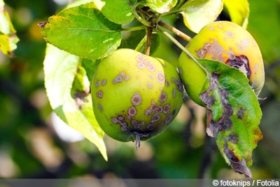 Apfelbaum Malus domestica braune Blätter - Apfelschorf