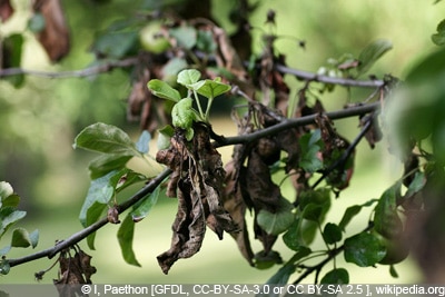 Apfelbaum Malus domestica braune Blätter - Feuerbrand