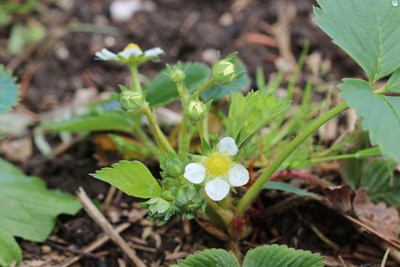 Erdbeeren vermehren