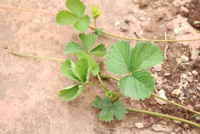 Erdbeeren vermehren Ausläufer