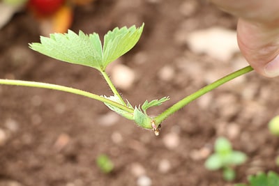 Erdbeeren vermehren Ausläufer