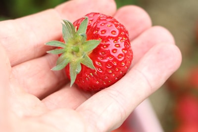 Erdbeeren vermehren Samen