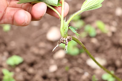 Erdbeeren vermehren Ausläufer