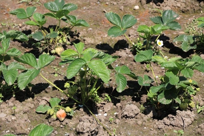 Erdbeeren vermehren