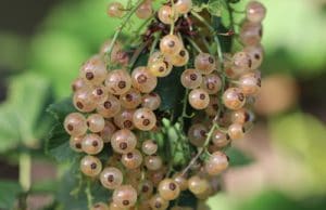 Johannisbeeren vermehren