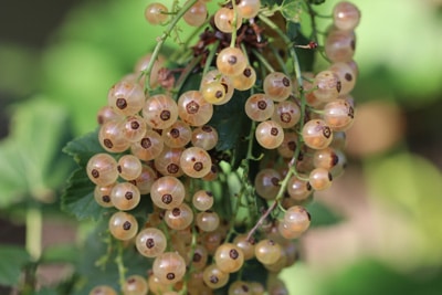 Johannisbeeren vermehren