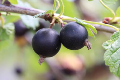 Johannisbeeren vermehren