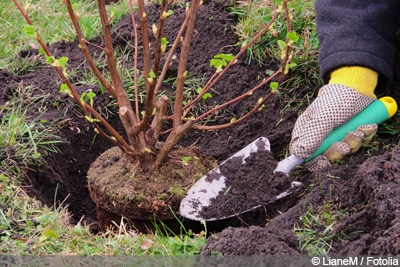 Johannisbeeren vermehren