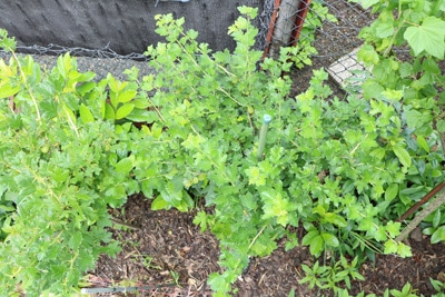 Stachelbeeren pflanzen