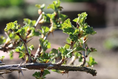 Stachelbeeren pflanzen