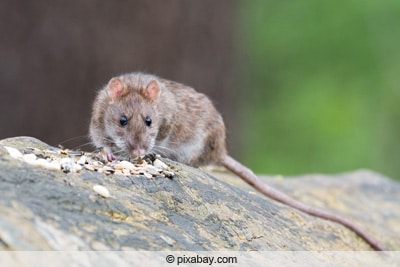 Ratte - Rattenköder für die Falle