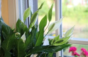 Einblatt giftig Allergie Spathiphyllum