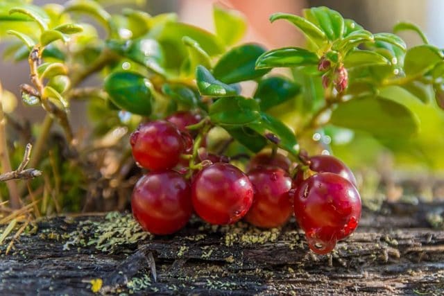 Großfrüchtige Mossbeere