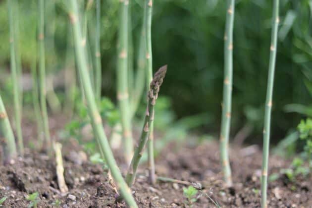 Grünen Spargel selber anbauen Anleitung Gartendialog.de