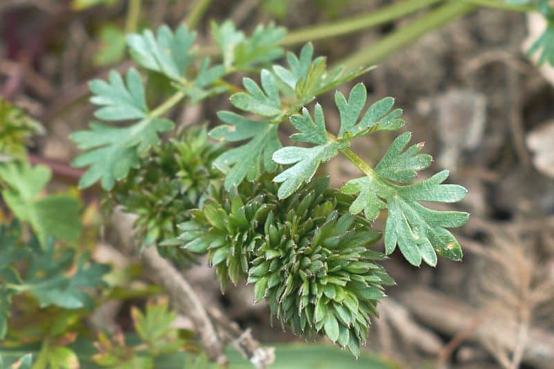 Hundspetersilie (Aethusa cynapium)