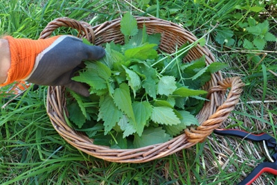 Himbeeren düngen - Brennnesseljauche