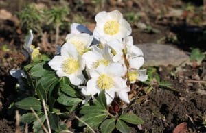 Christrosen Blumenbeet anlegen