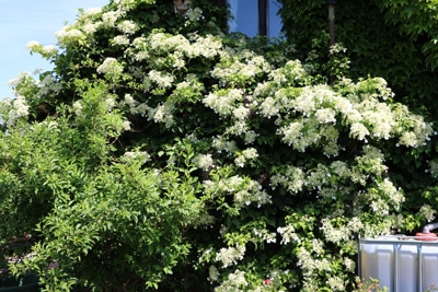 Hydrangea petiolaris