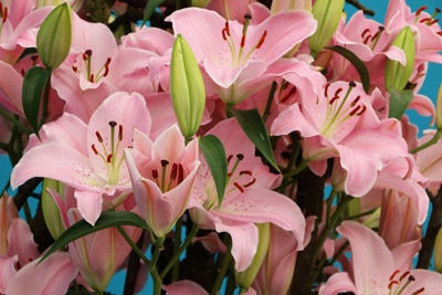 Lilienarten im Überblick Lilienarten im Überblick