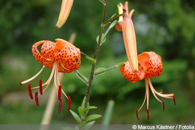 Lilienarten im Überblick