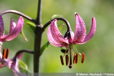 Lilienarten im Überblick