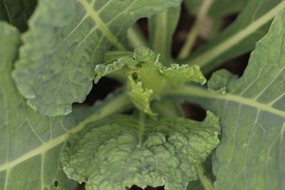 Blumenkohl Gemüse